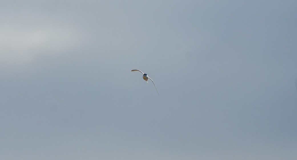 Zwergseeschwalbe - ML646674938