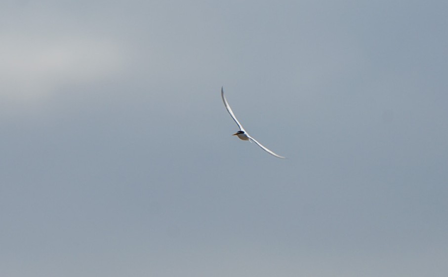 Zwergseeschwalbe - ML646674939