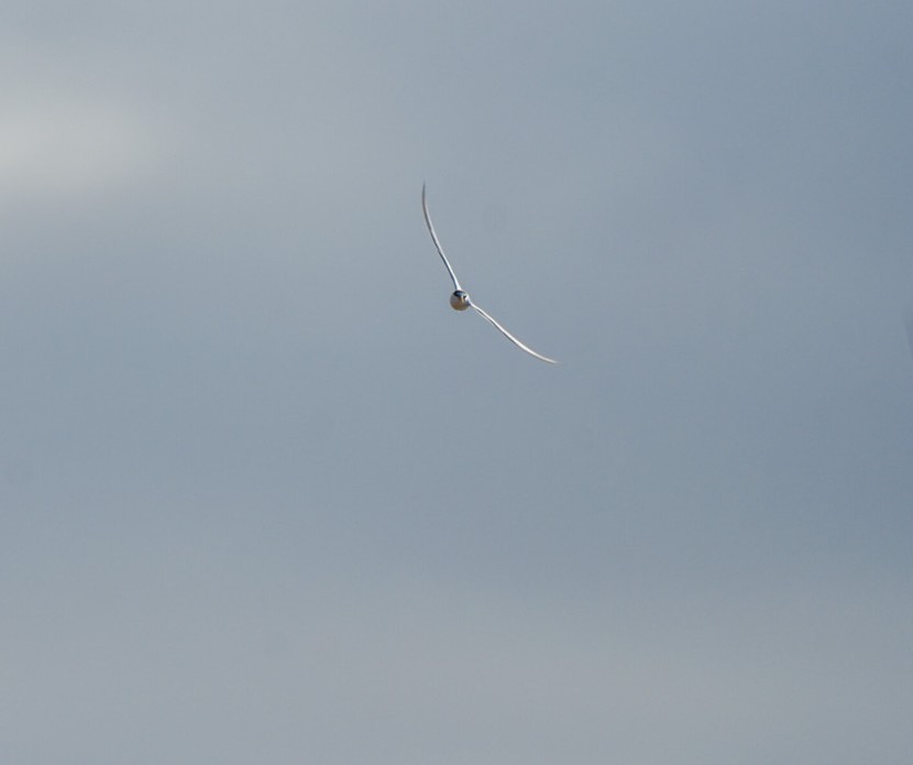 Zwergseeschwalbe - ML646674940