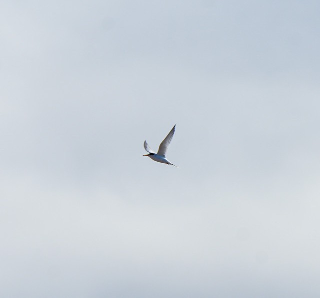 Zwergseeschwalbe - ML646674941