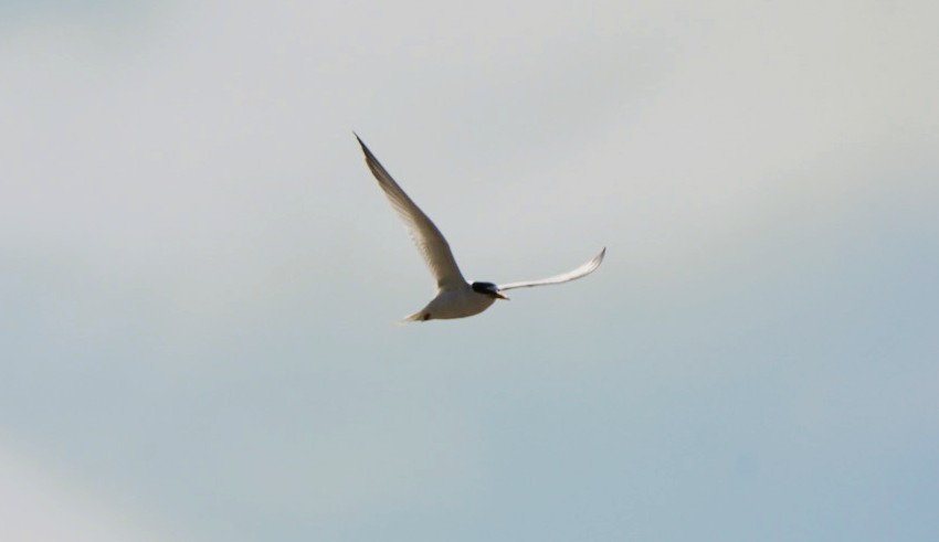 Zwergseeschwalbe - ML646674942