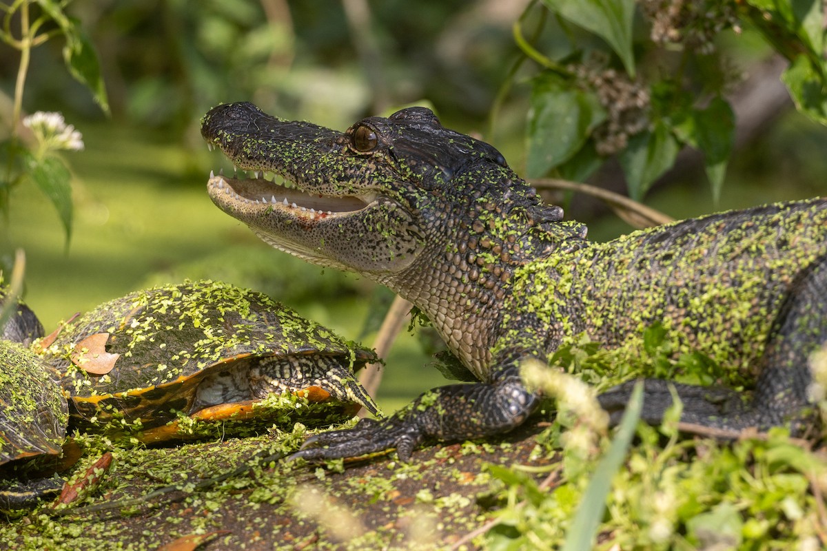 American Alligator - ML646674943