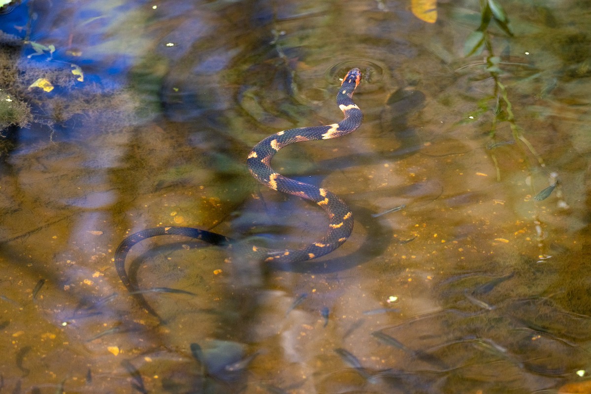 Broad-banded Watersnake - ML646674944