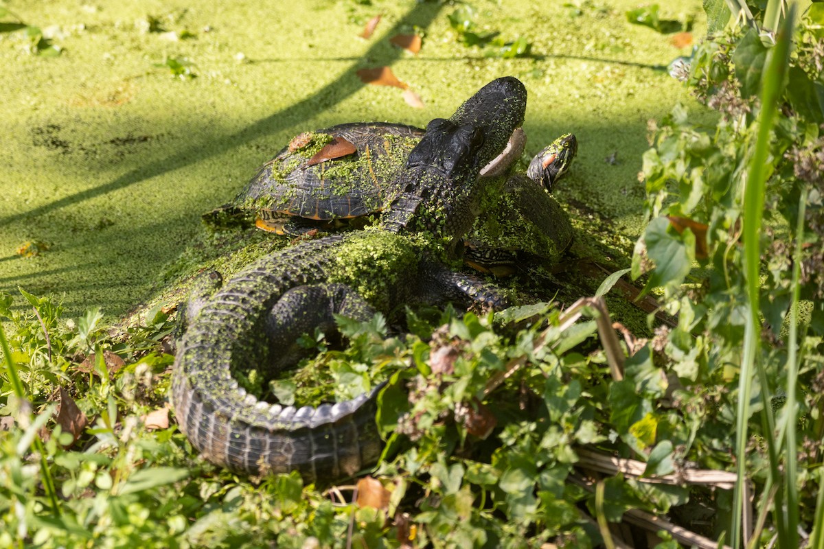 American Alligator - ML646674945