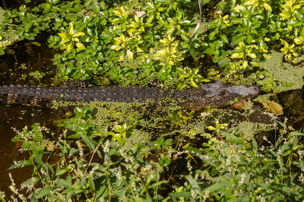 American Alligator - ML646674947