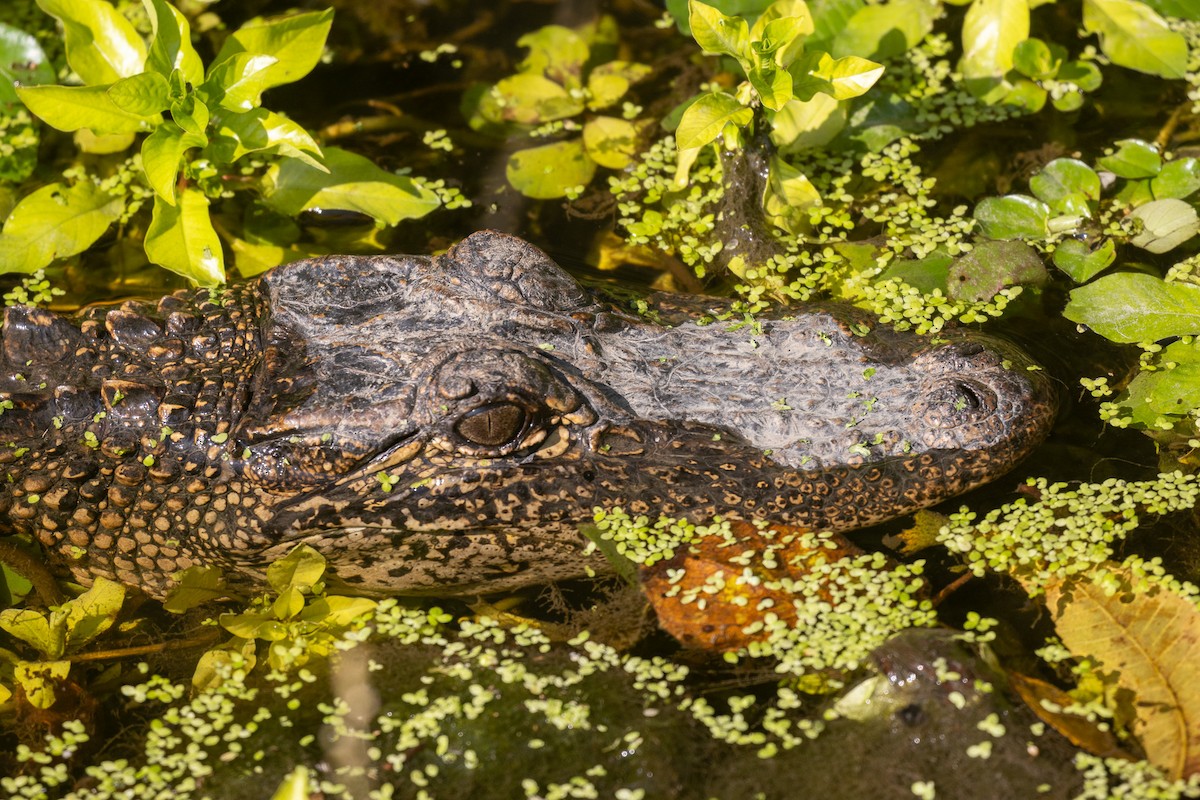 American Alligator - ML646674948