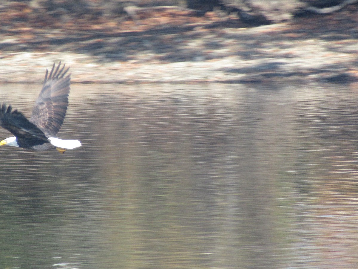 Bald Eagle - ML646674950