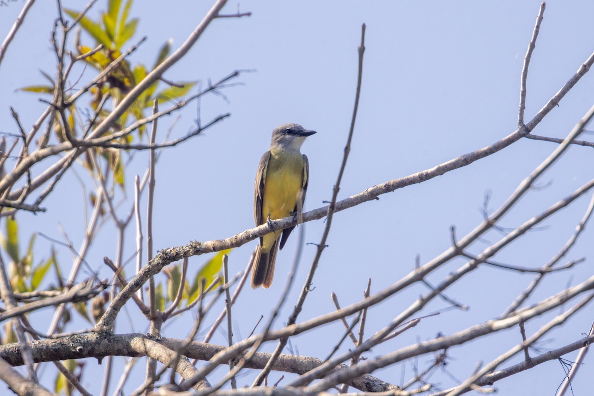 Meksika Körfezi Tiranı - ML646674951