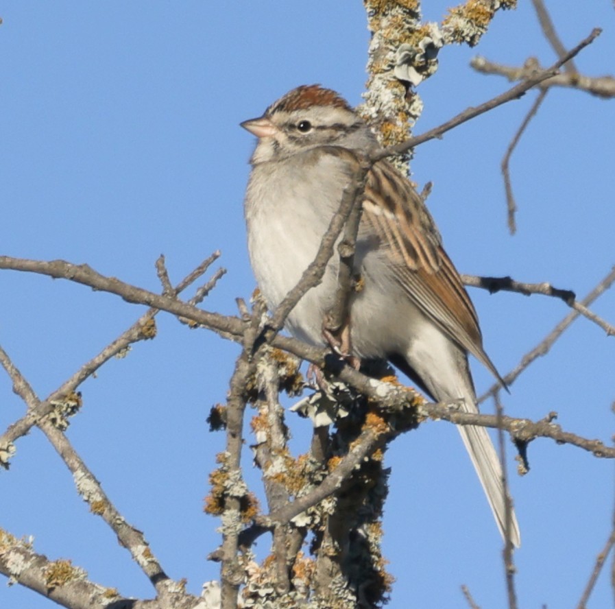 Chipping Sparrow - ML646674952
