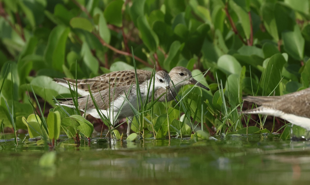 Bataklık Düdükçünü - ML646674957