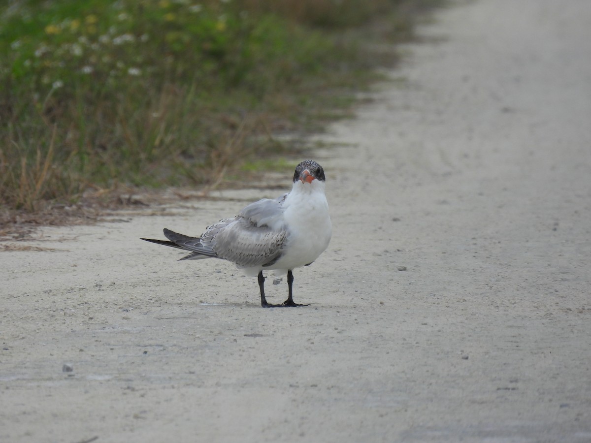 Hazar Sumrusu - ML646674959