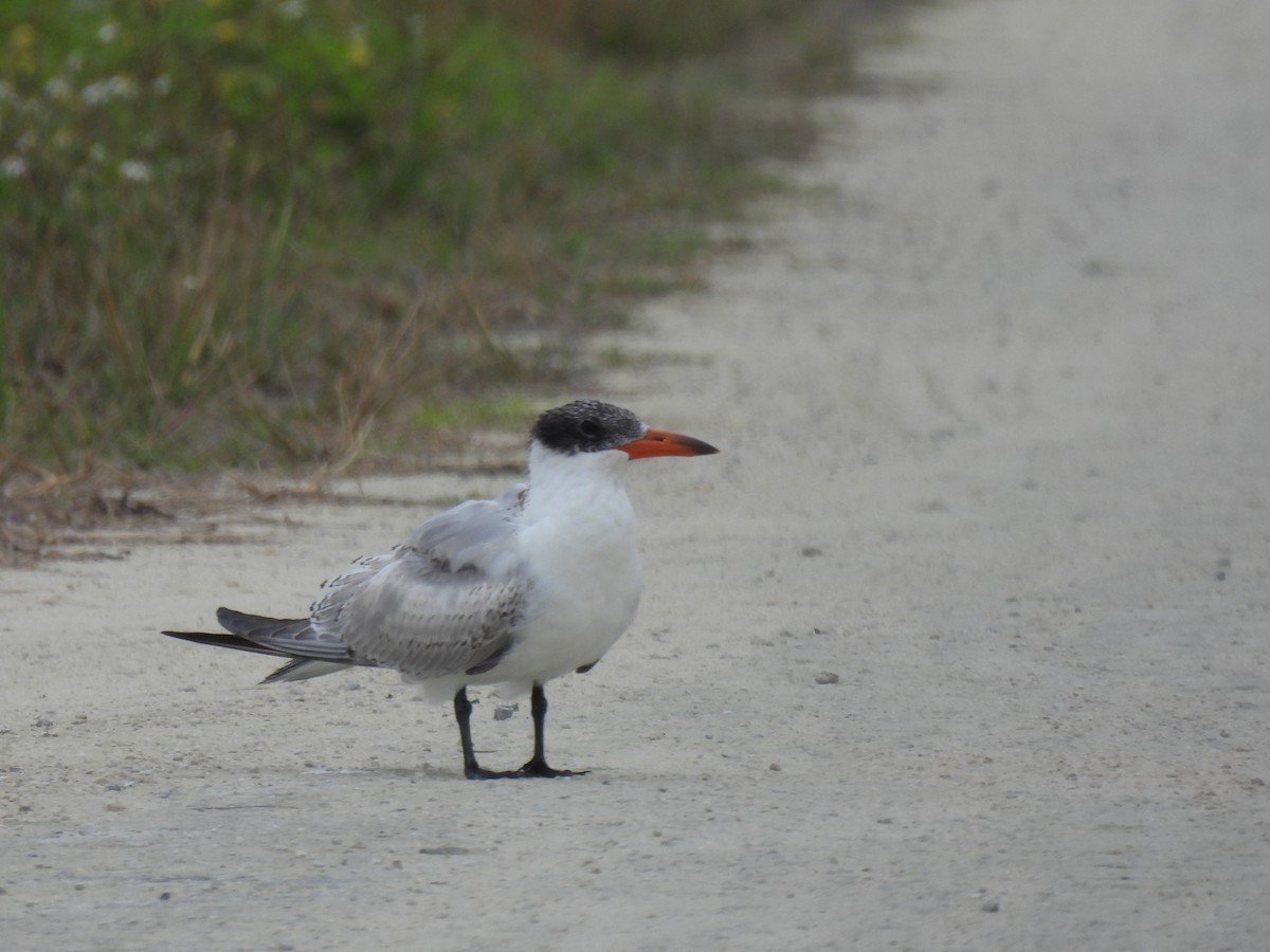 Hazar Sumrusu - ML646674960