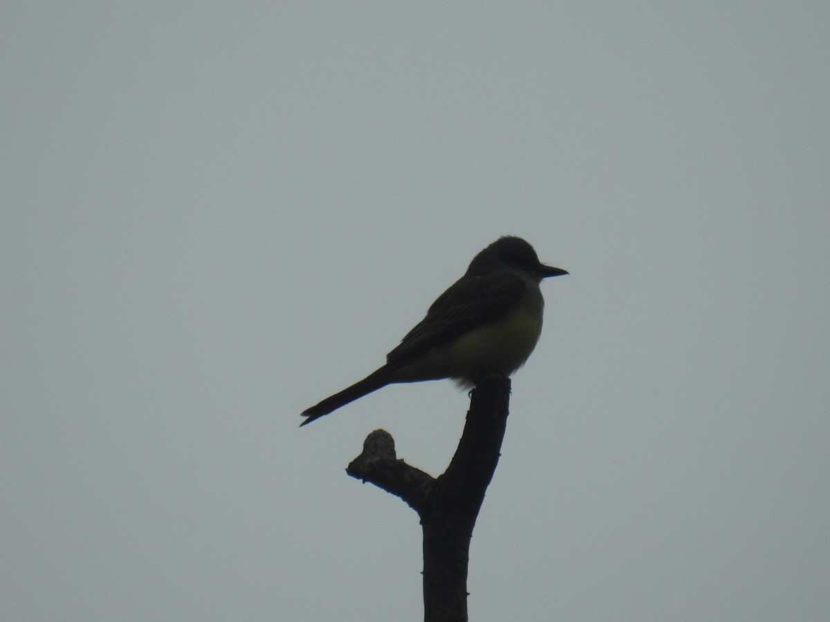 Tyran mélancolique - ML646674961