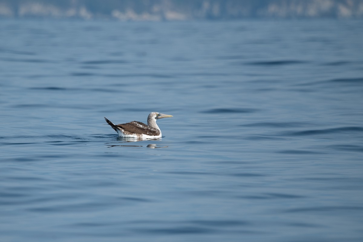 Fou de Grant - ML646674963