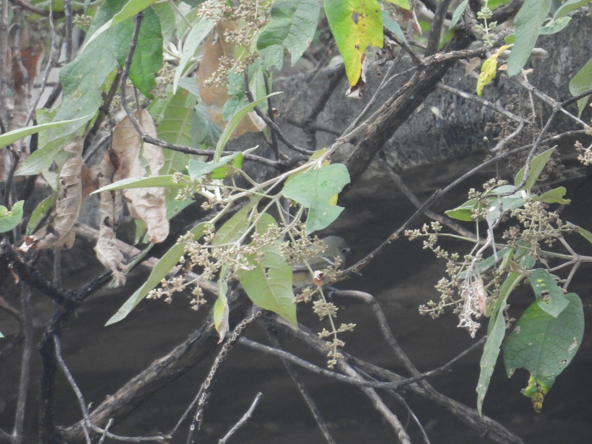 viréo sp. - ML646674965