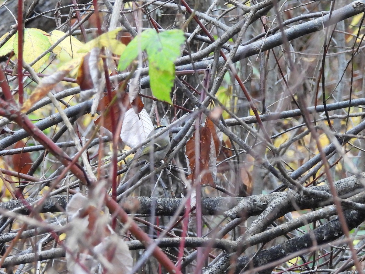 Roitelet à couronne dorée - ML646674966