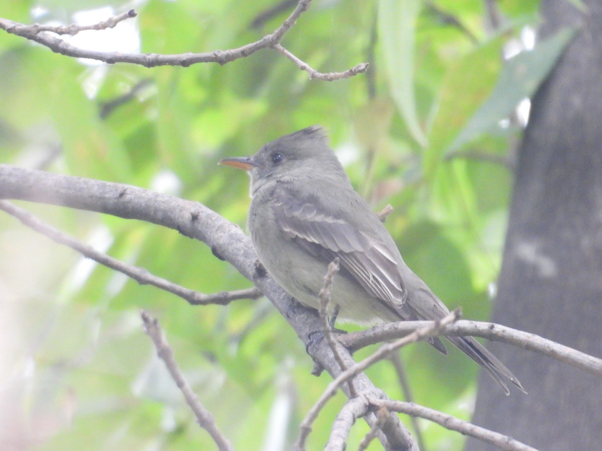 Moucherolle de Coues - ML646674967