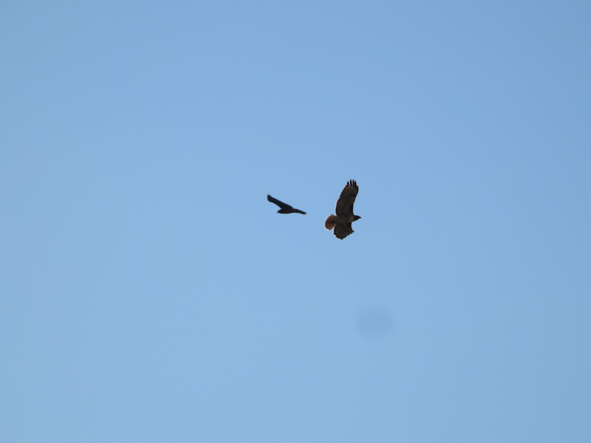 Buse à queue rousse - ML646674970