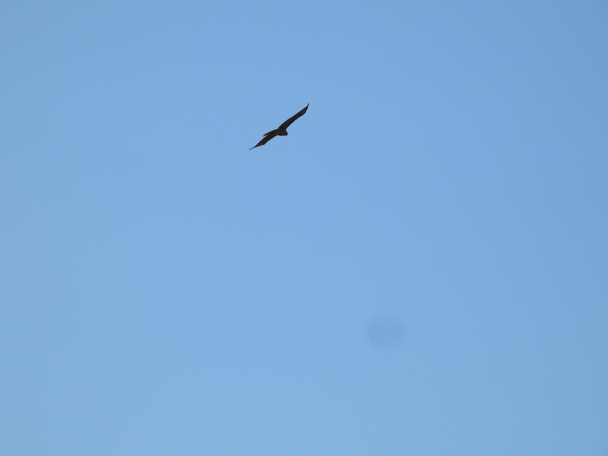 Buse à queue rousse - ML646674973