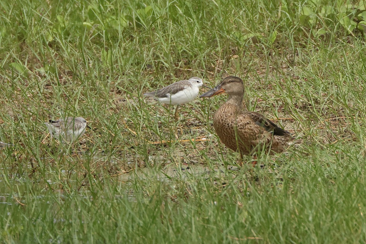 Canard souchet - ML646674974