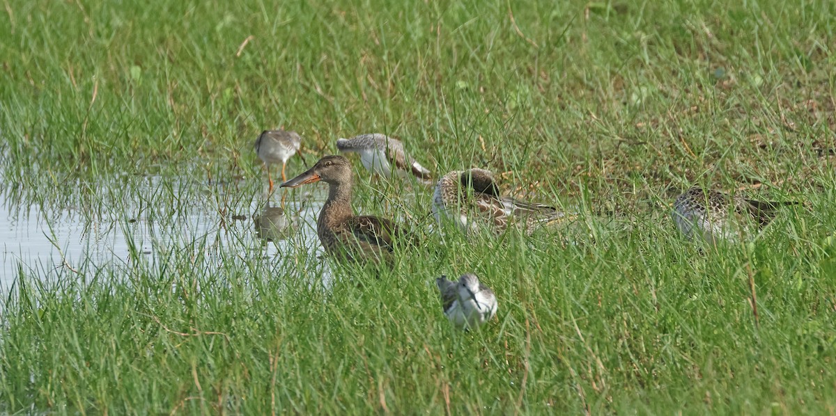 Canard souchet - ML646674975