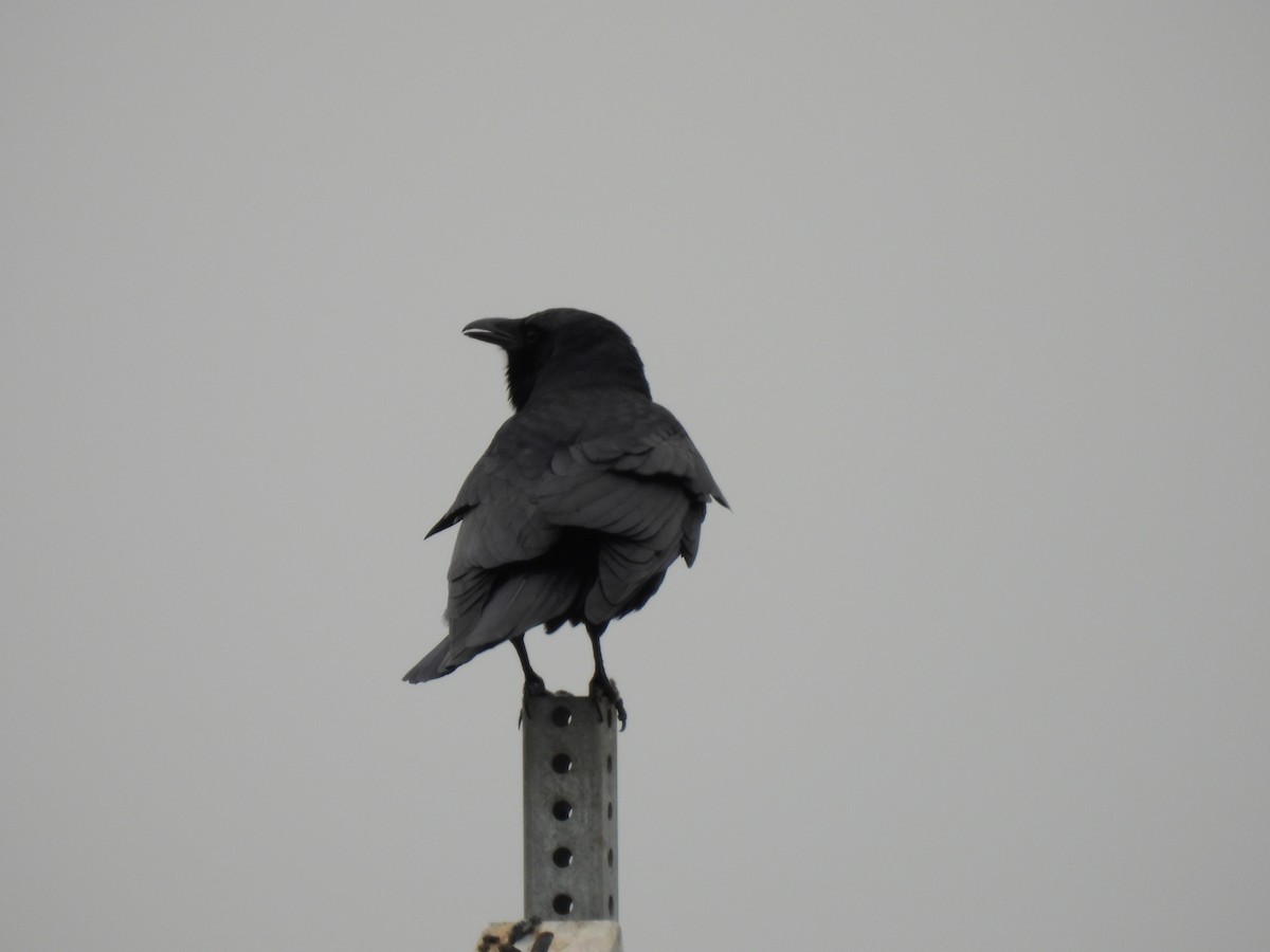 Corneille de rivage - ML646674976