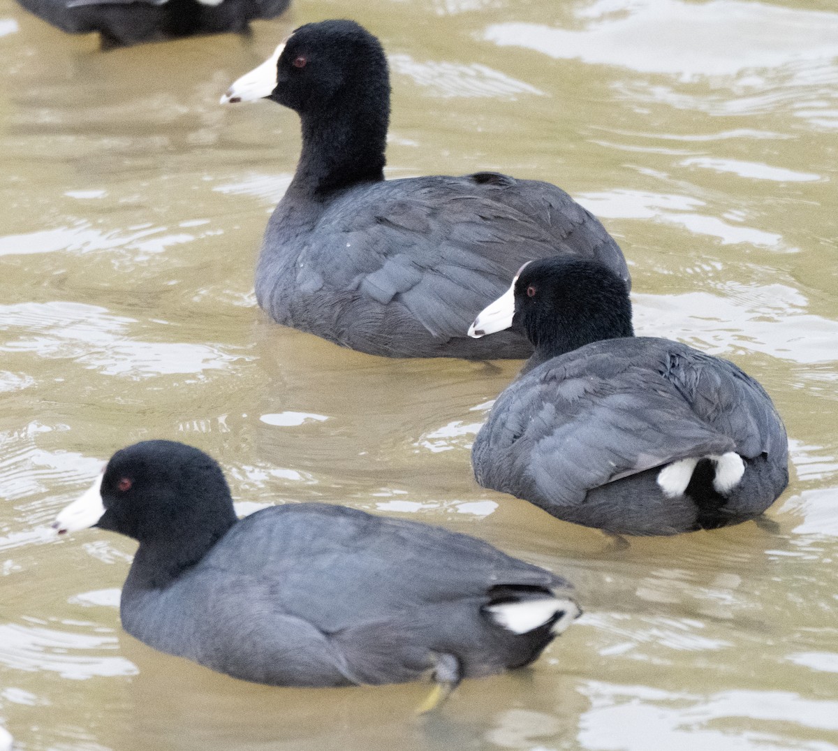 Foulque d'Amérique - ML646674979
