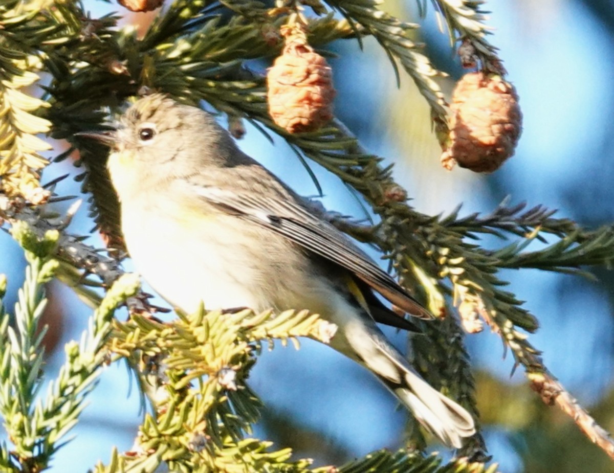 Paruline à croupion jaune - ML646674980