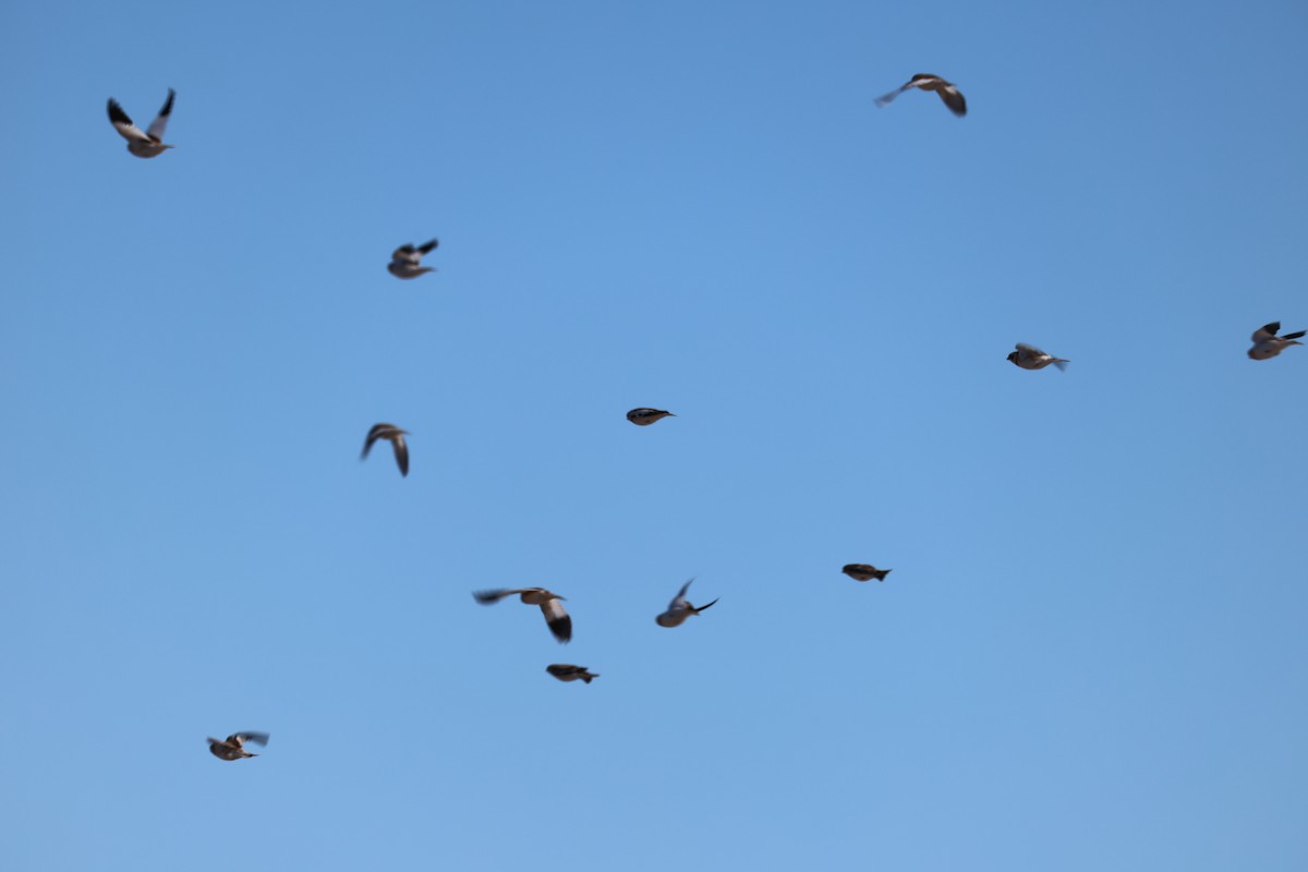 Plectrophane des neiges - ML646674988