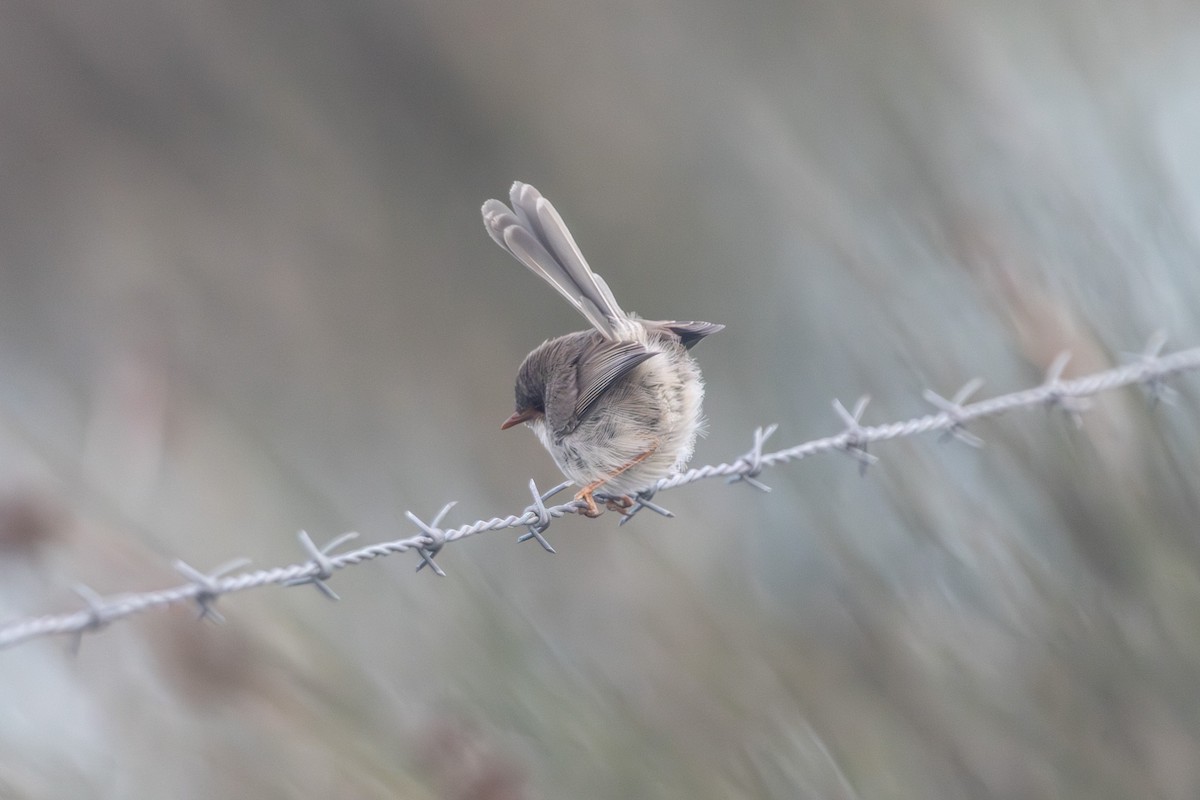 Mérion superbe - ML646674989