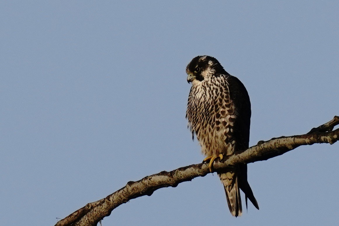 Faucon pèlerin - ML646674991