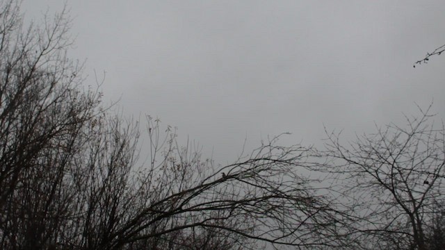 Калифорнийская сойка - ML646674994