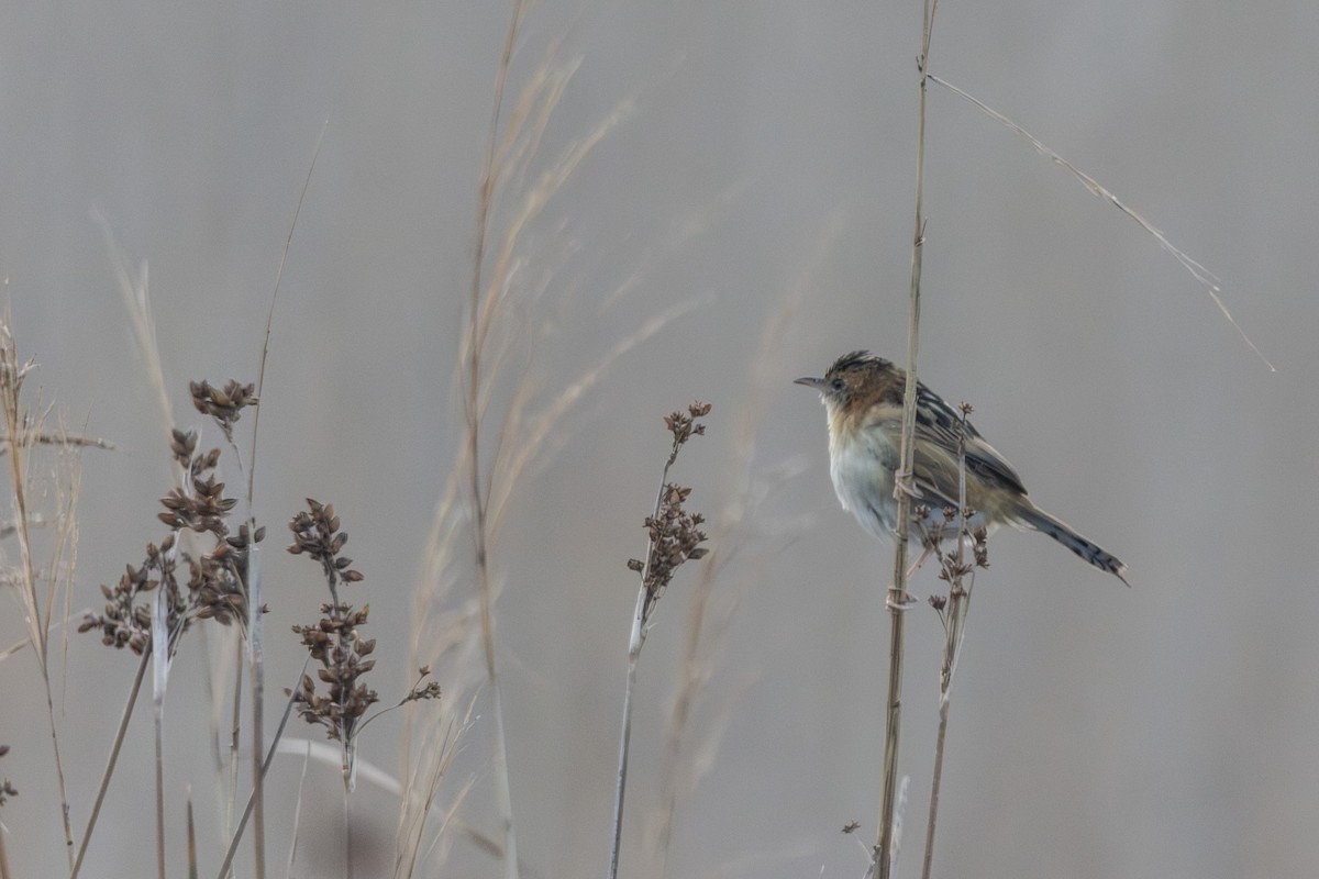 Golden-headed Cisticola - ML646674996