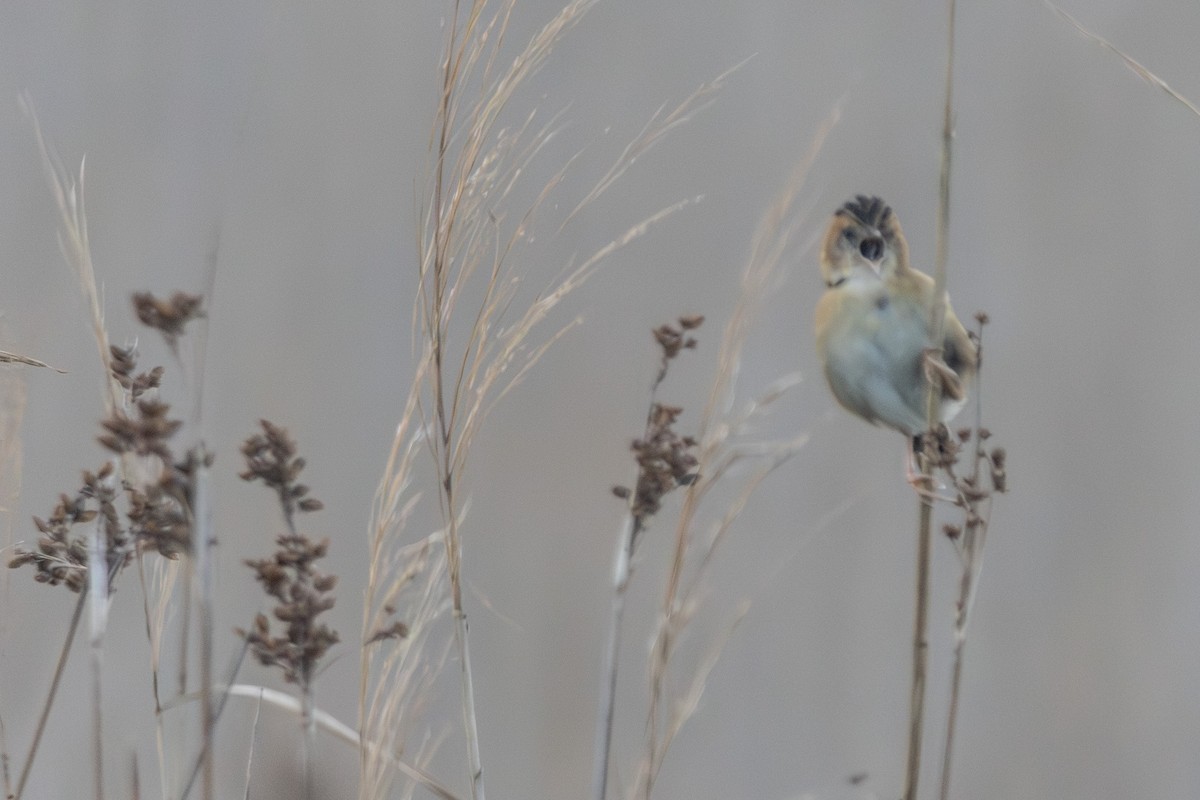 Golden-headed Cisticola - ML646674997