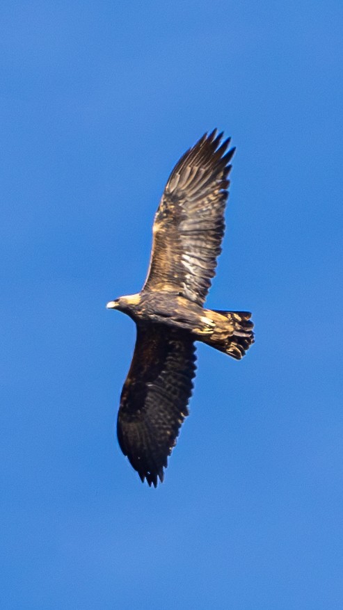 Golden Eagle - ML646674998