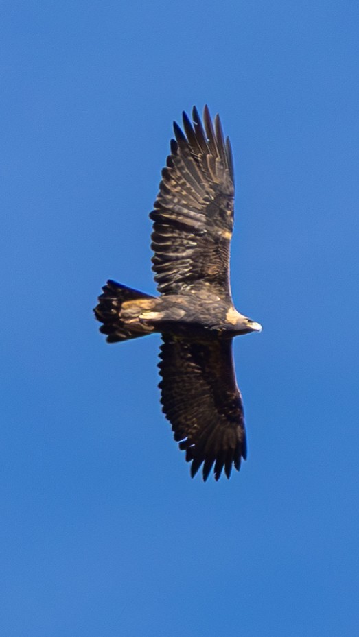 Golden Eagle - ML646674999