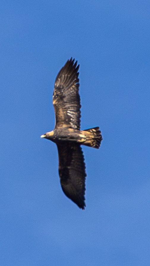 Golden Eagle - ML646675001