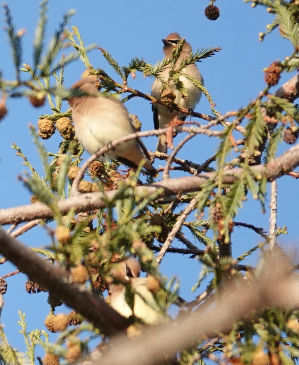 Buztanori amerikarra - ML646675002