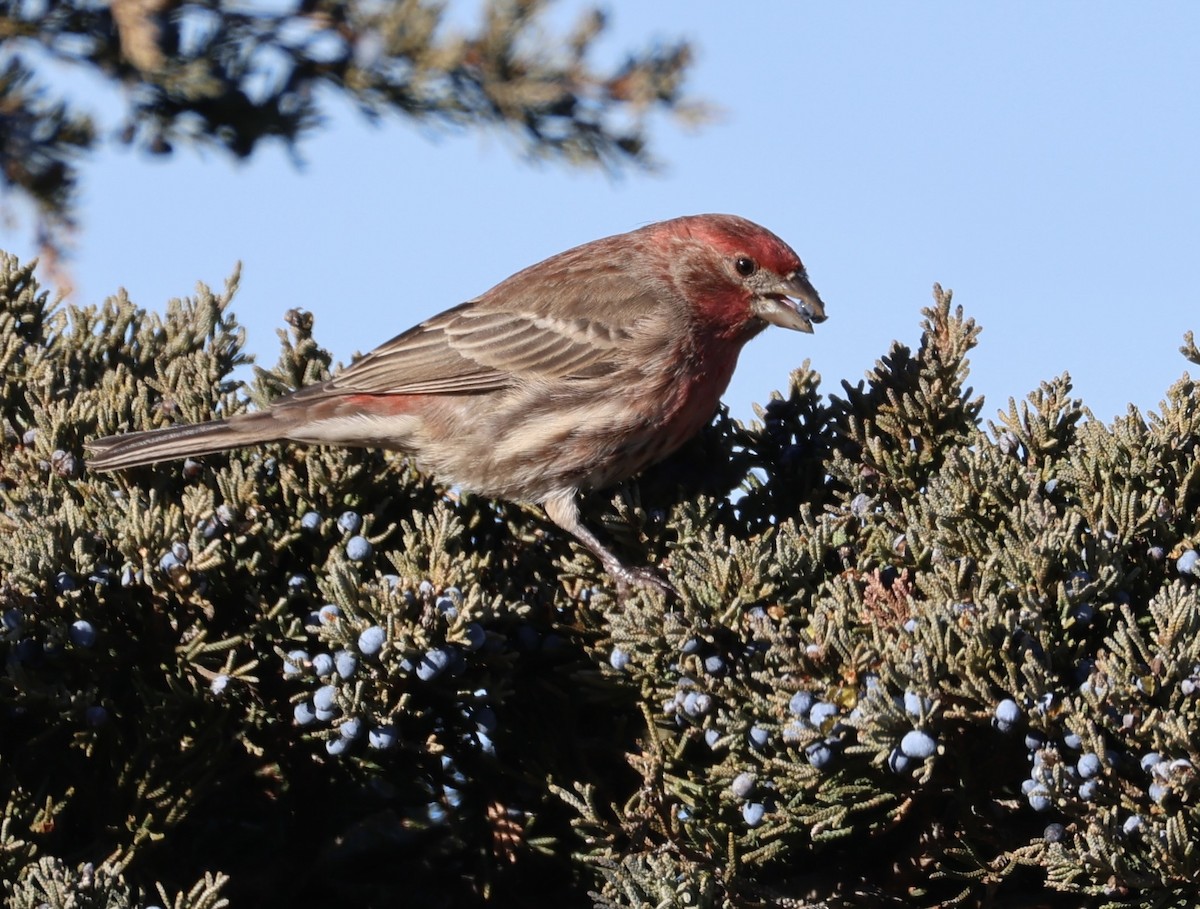 husrosenfink - ML646675003