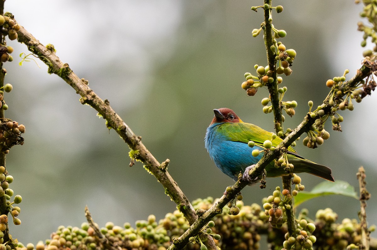 Bay-headed Tanager - ML646675005