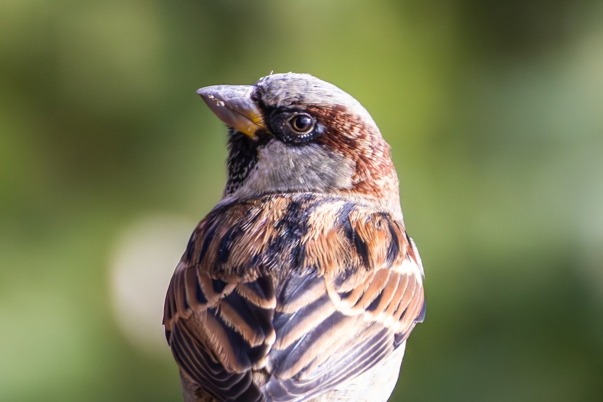 House Sparrow - ML646675011
