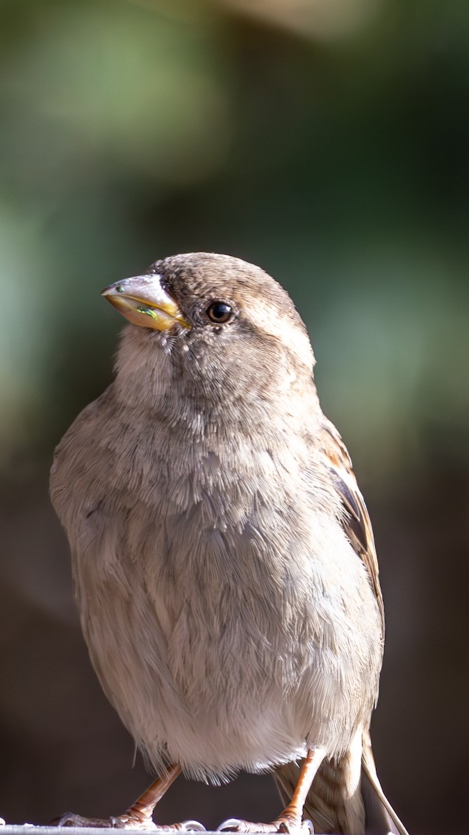 House Sparrow - ML646675012