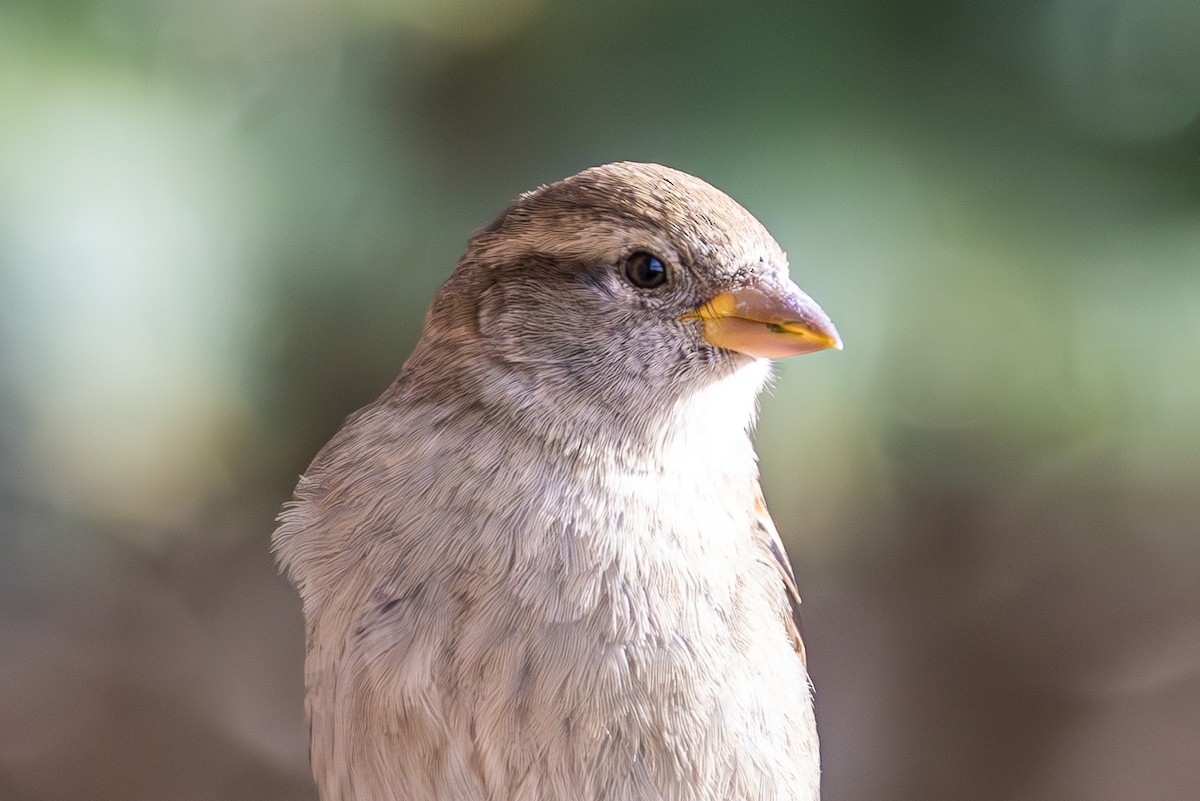 House Sparrow - ML646675013