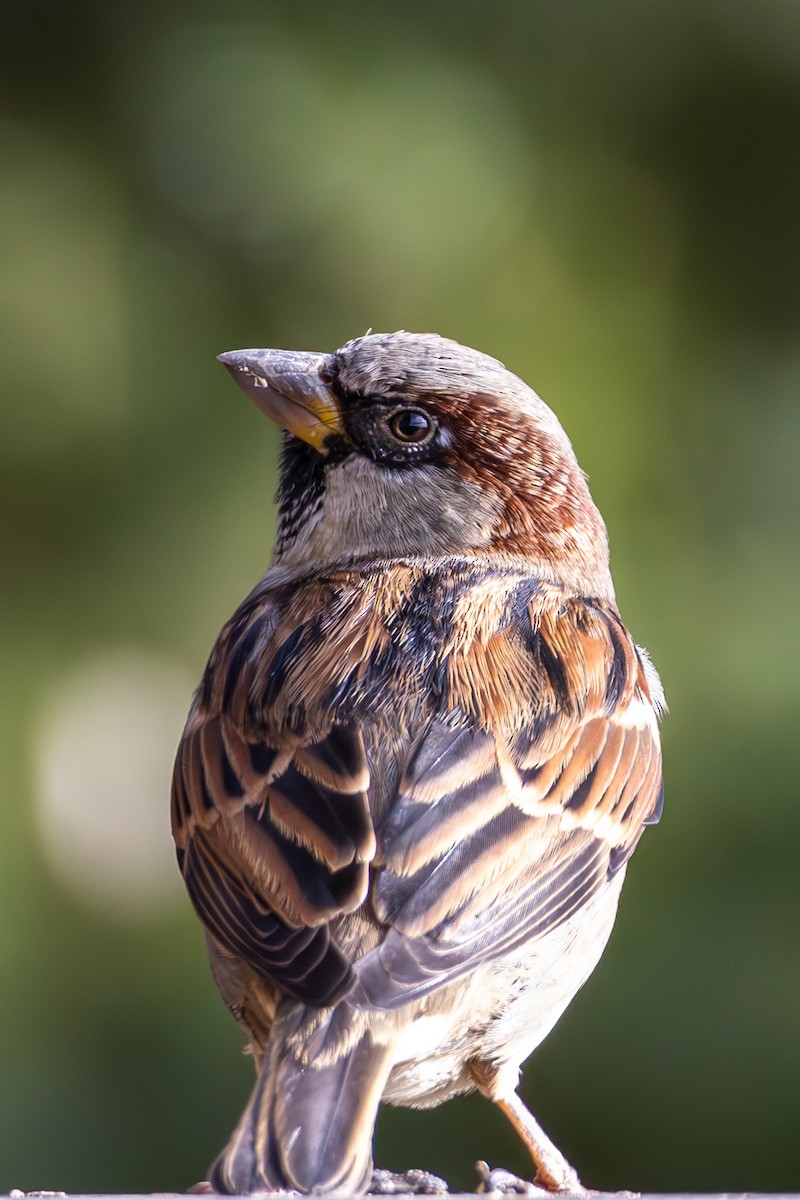House Sparrow - ML646675014