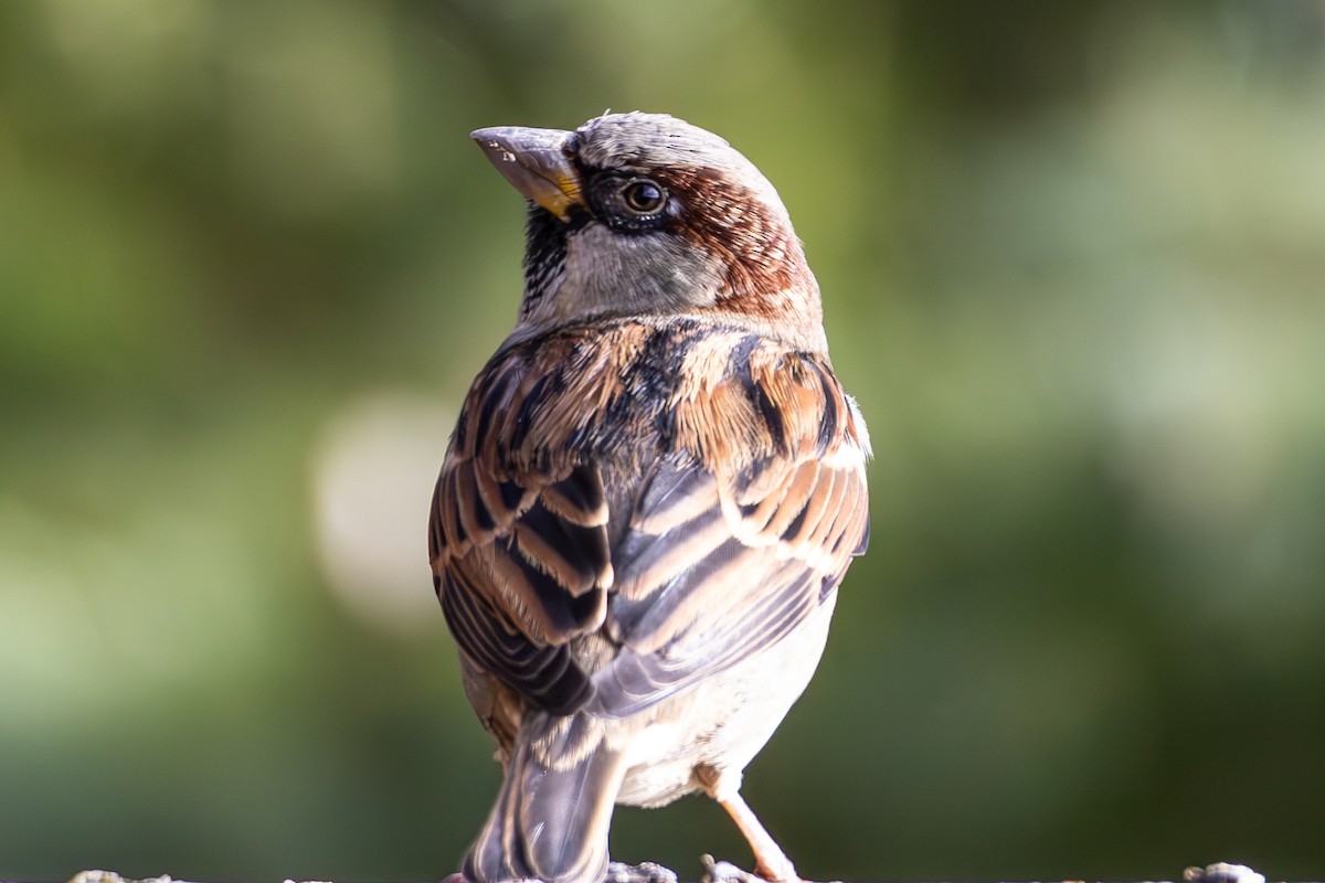 House Sparrow - ML646675015