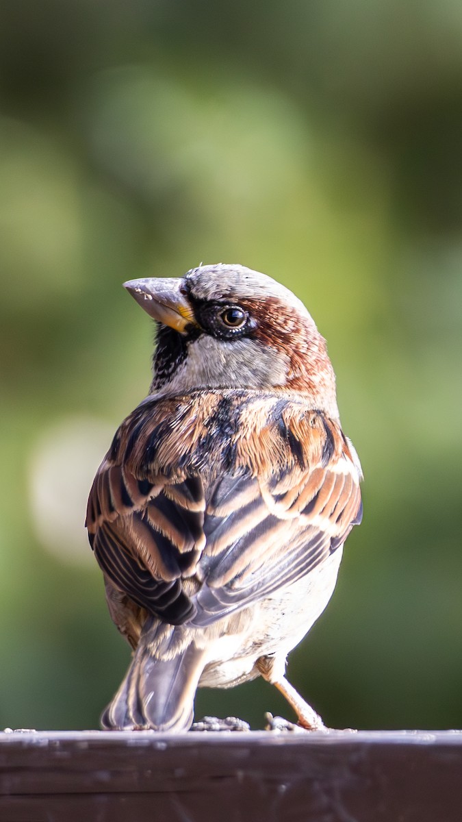 House Sparrow - ML646675016