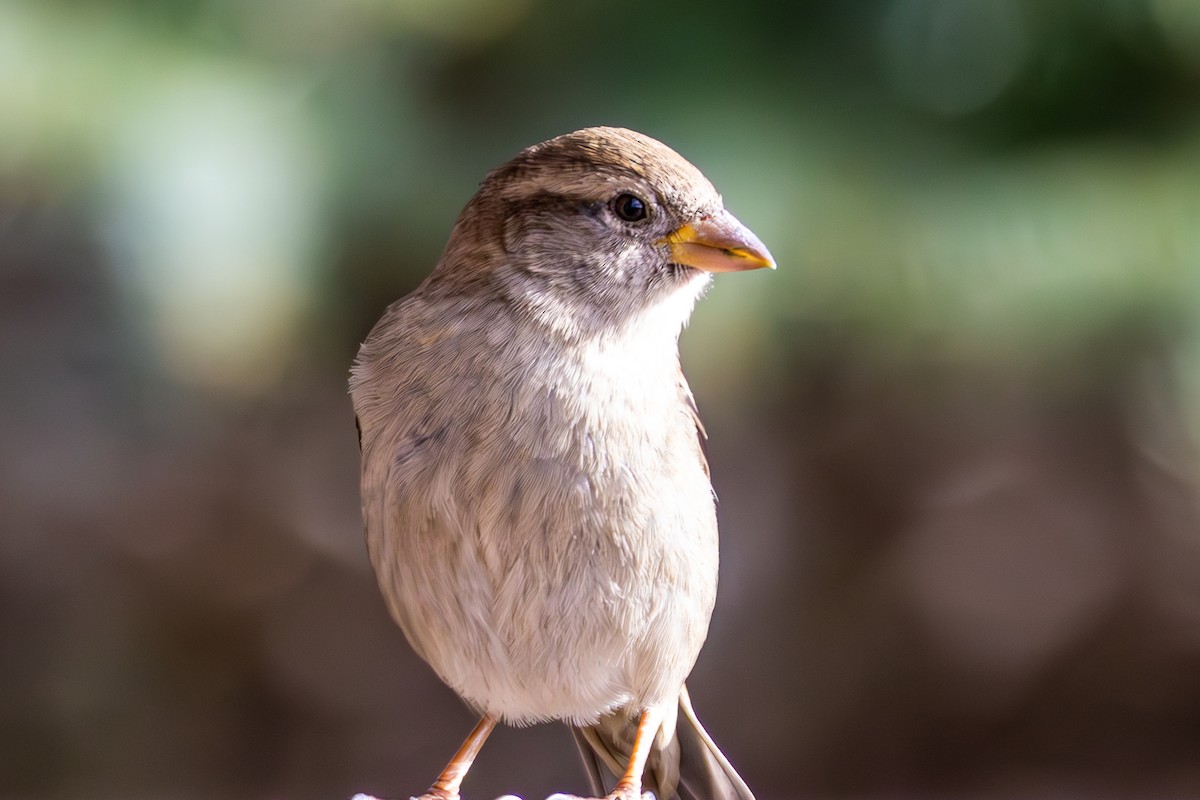 House Sparrow - ML646675018
