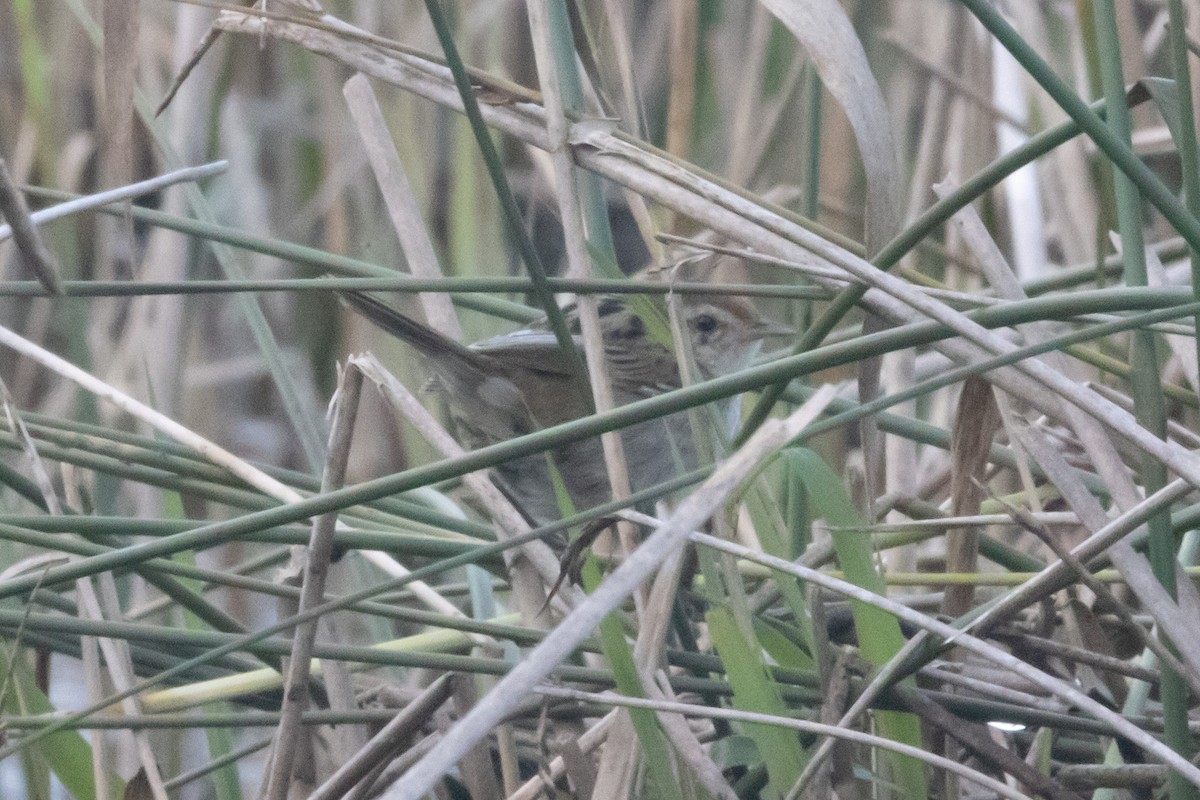 Little Grassbird - ML646675024