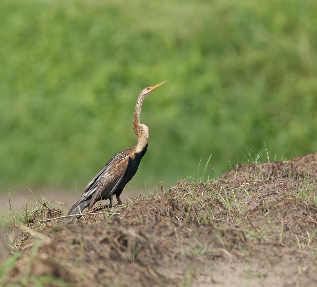 orientslangehals - ML646675028