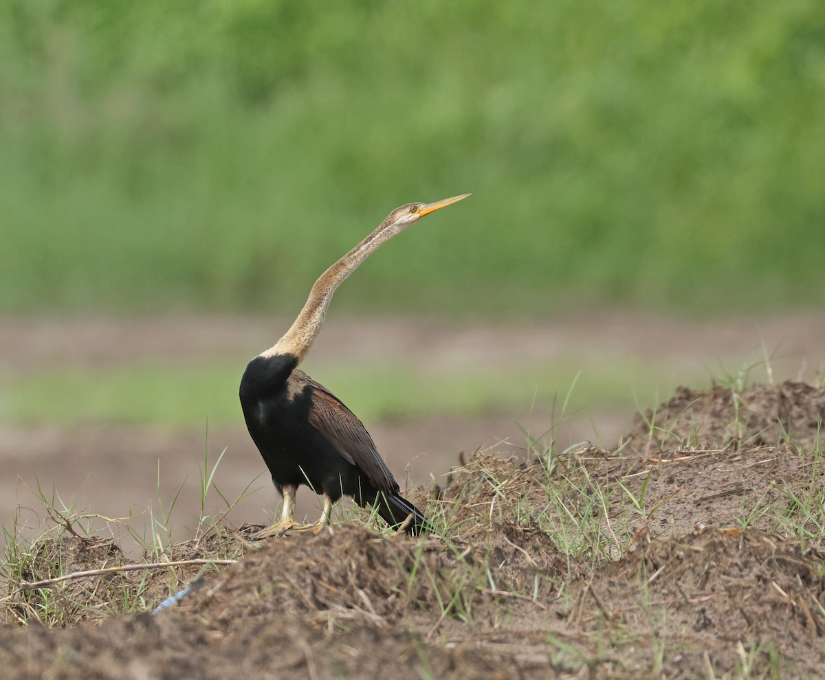 orientslangehals - ML646675029